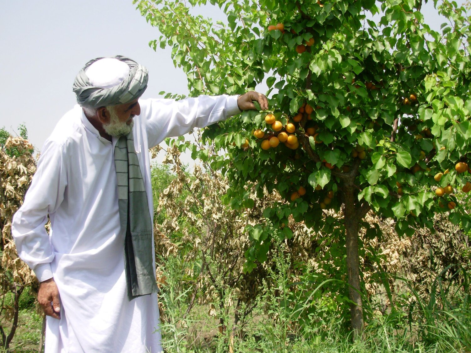 Afghan farmer in apricot orchard Roots of Peace Heidi Kuhn