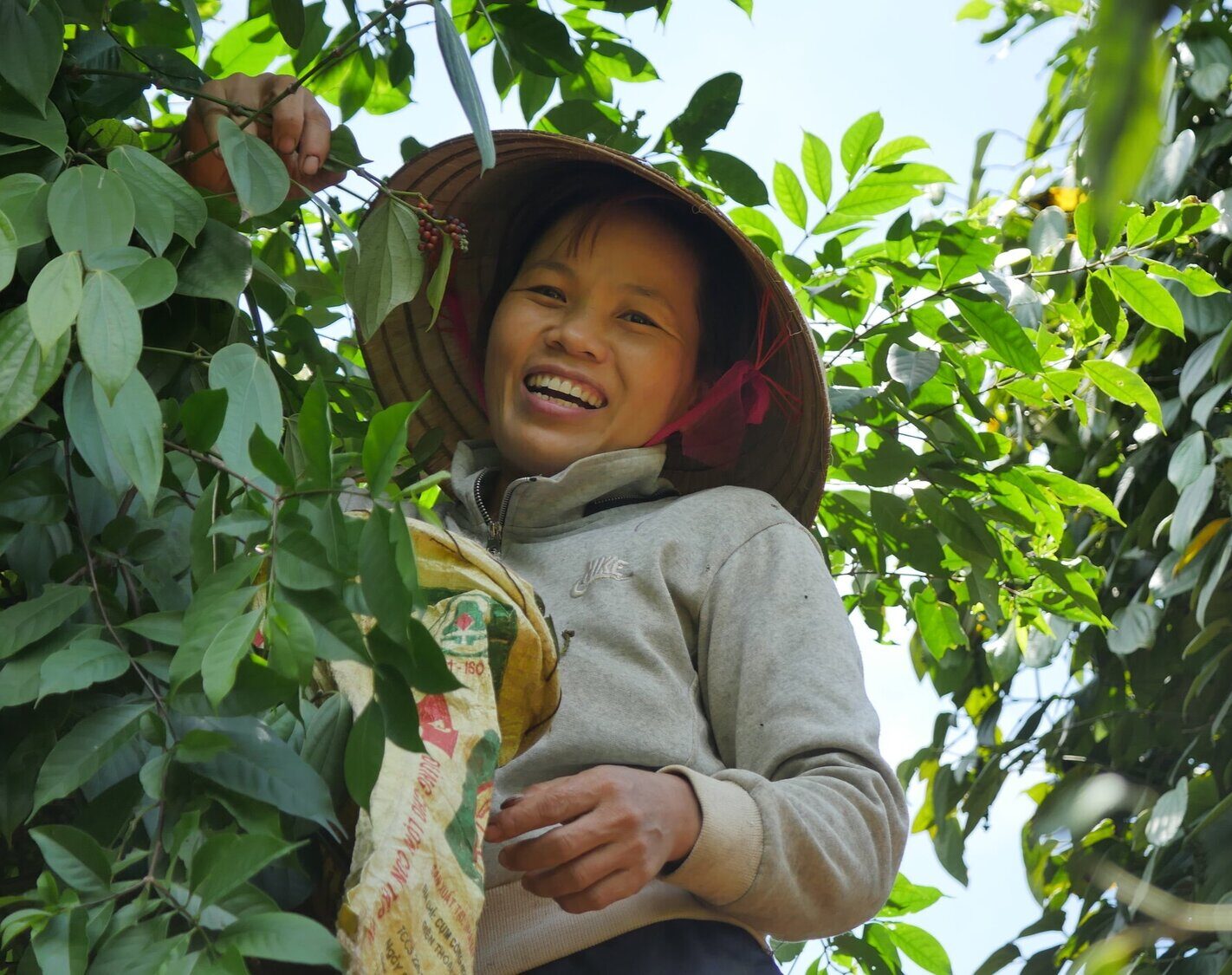 Vietnamese farmer, pepper vines, Roots of Peace.